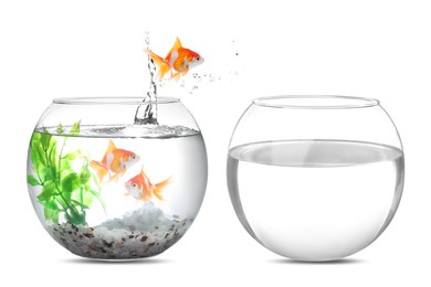 Image of Goldfish jumping out of glass bowl into another one against white background