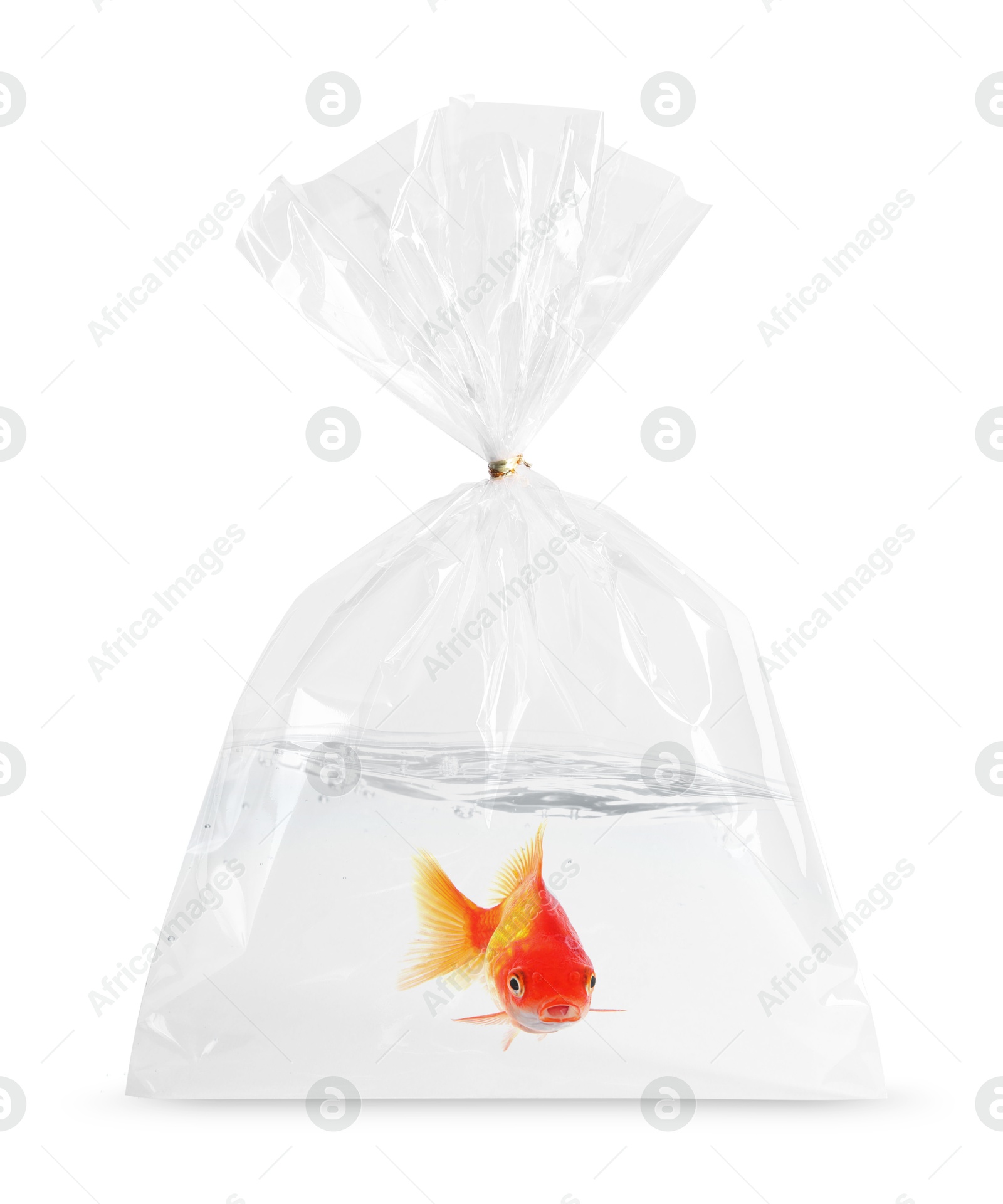 Goldfish in plastic bag with water on white background Image of Goldfish in plastic bag with water on white background
