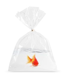 Image of Goldfish in plastic bag with water on white background