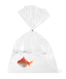 Image of Goldfish in plastic bag with water on white background