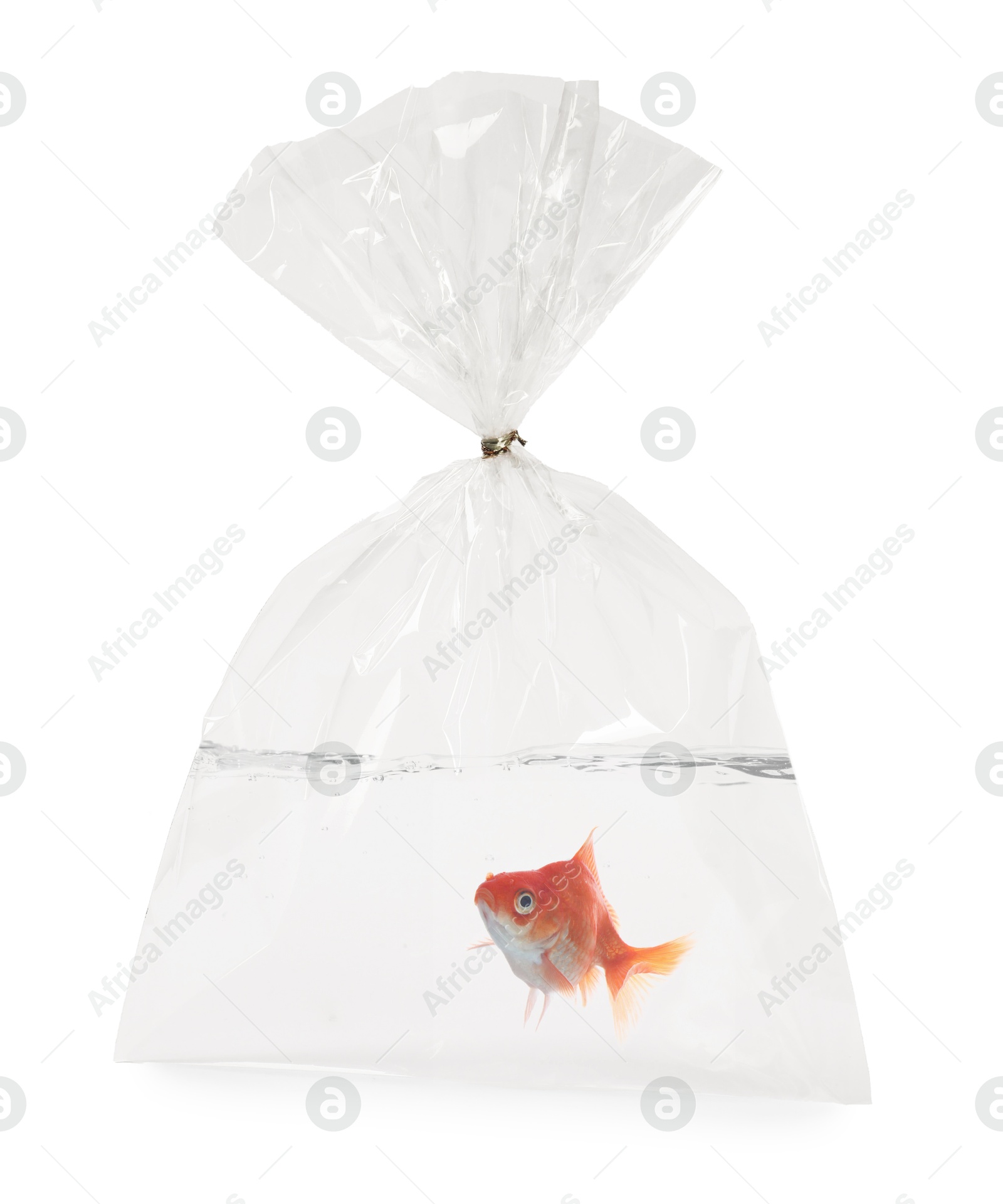Goldfish in plastic bag with water on white background Image of Goldfish in plastic bag with water on white background