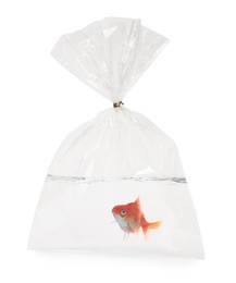 Image of Goldfish in plastic bag with water on white background