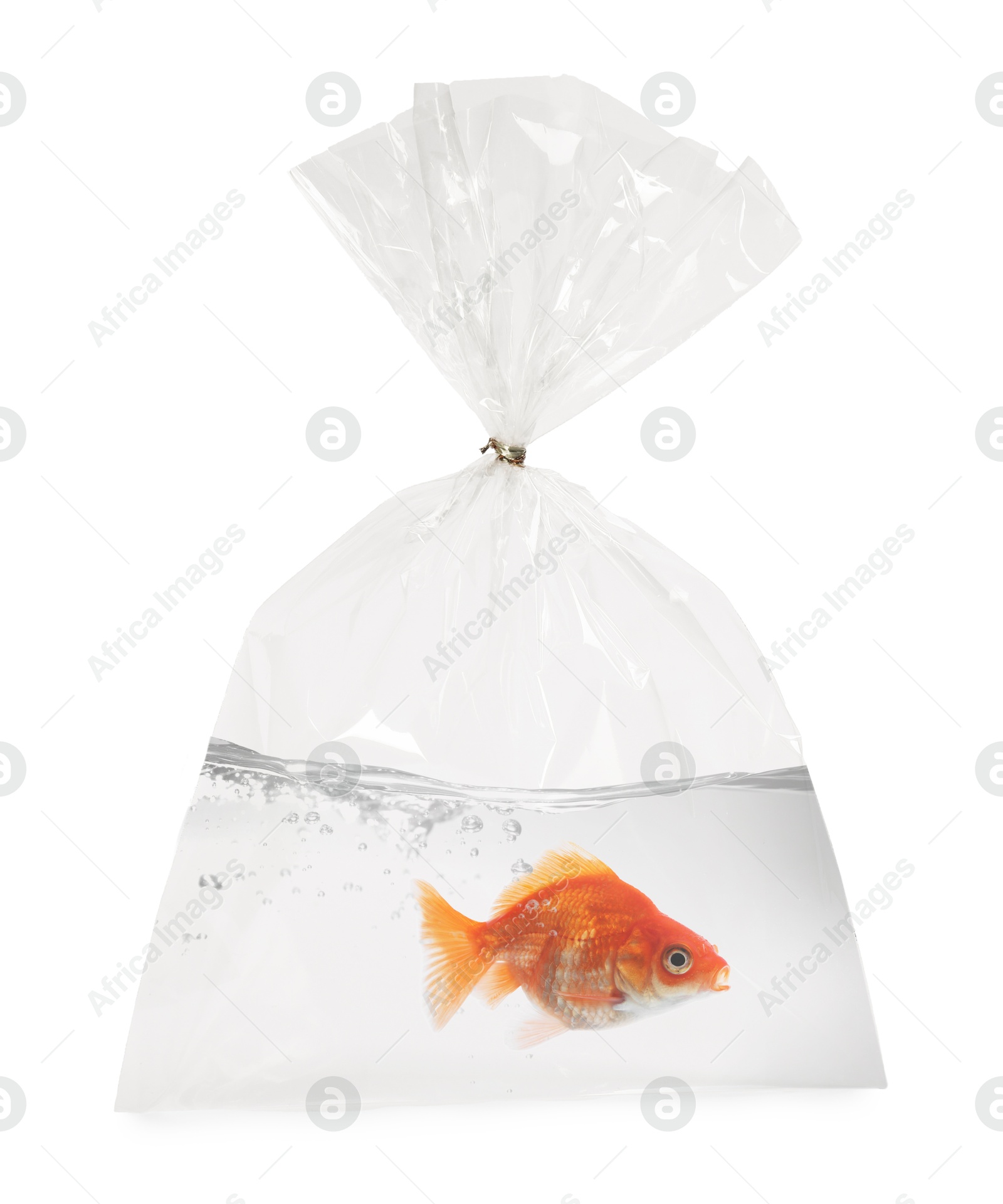 Image of Goldfish in plastic bag with water on white background