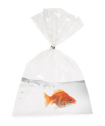 Image of Goldfish in plastic bag with water on white background