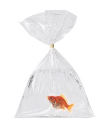 Image of Goldfish in plastic bag with water on white background