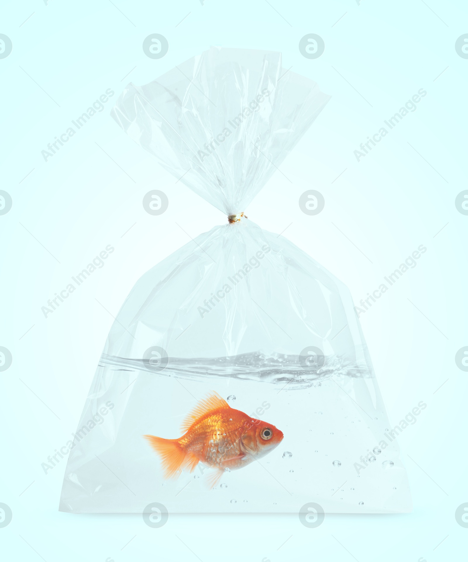 Image of Goldfish in plastic bag with water on light blue background