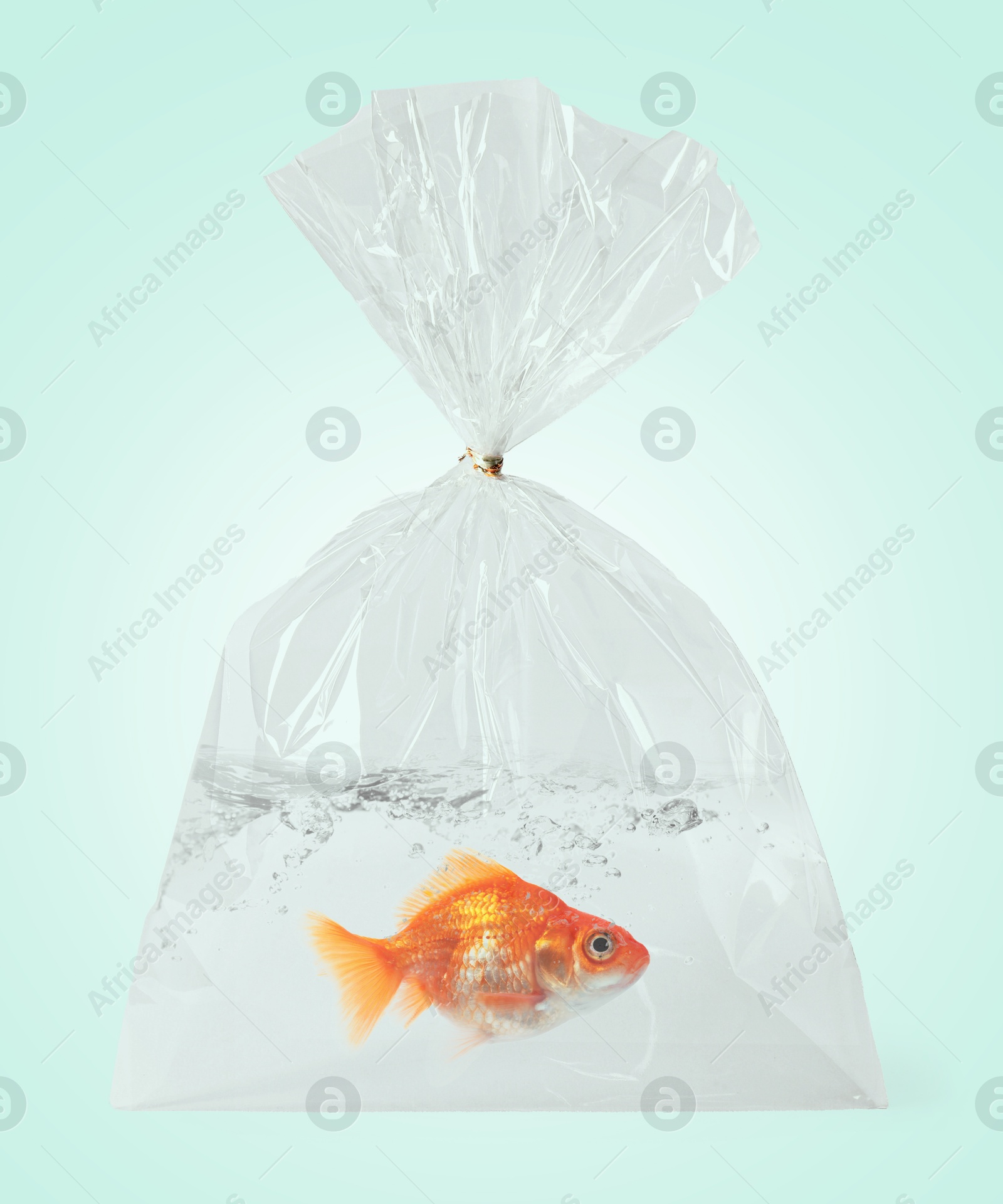 Image of Goldfish in plastic bag with water on light blue background