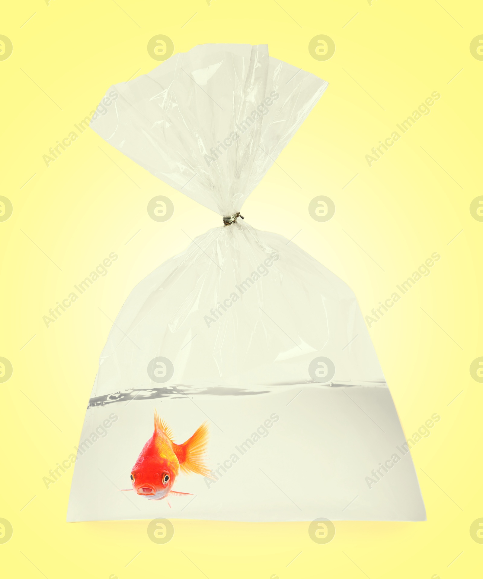 Image of Goldfish in plastic bag with water on yellow background