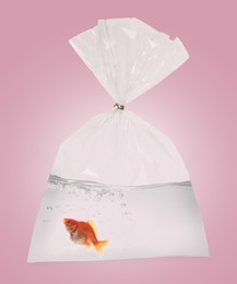 Image of Goldfish in plastic bag with water on dusty pink background