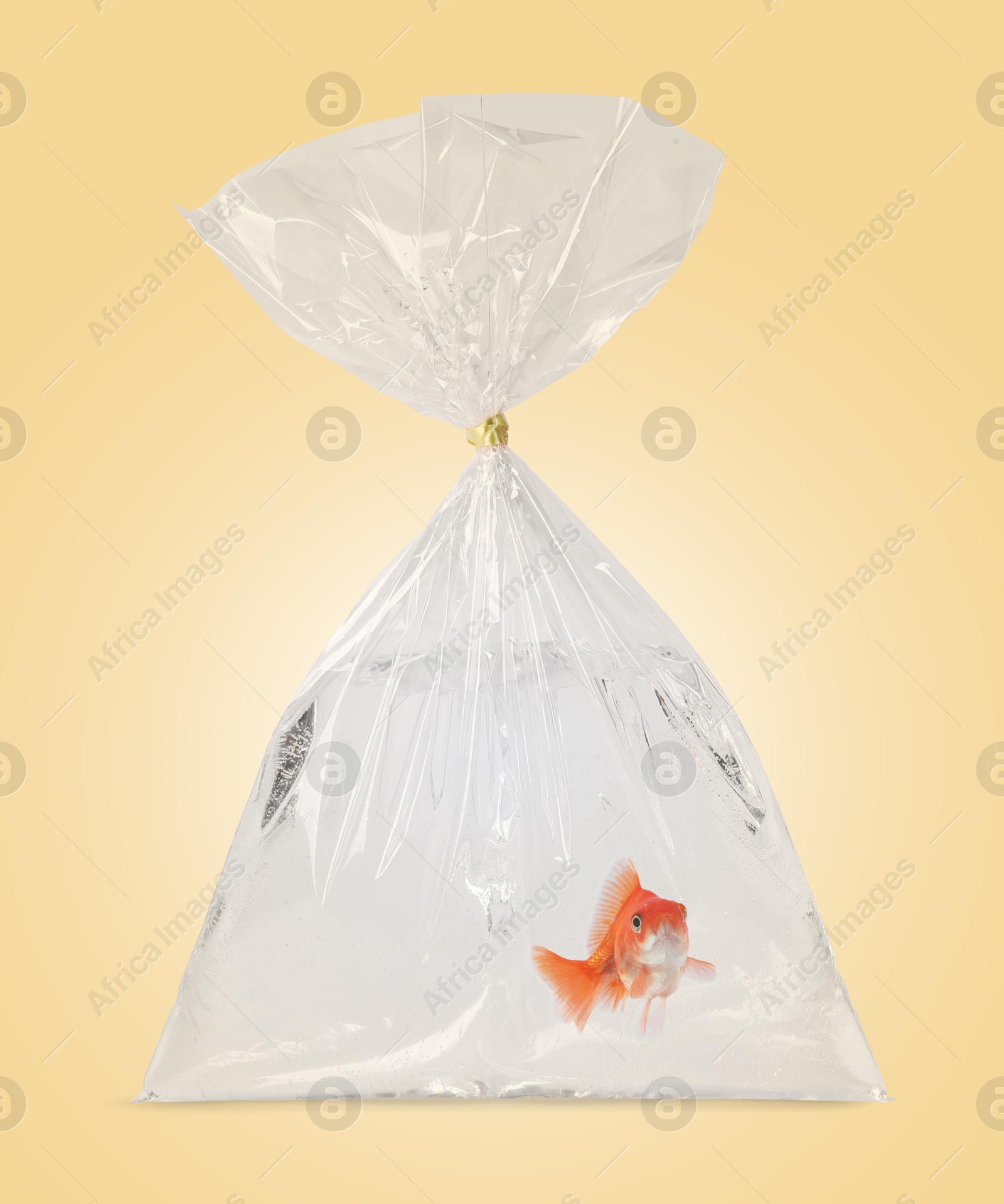 Goldfish in plastic bag with water on pale orange background Image of Goldfish in plastic bag with water on pale orange background