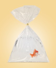 Image of Goldfish in plastic bag with water on pale orange background