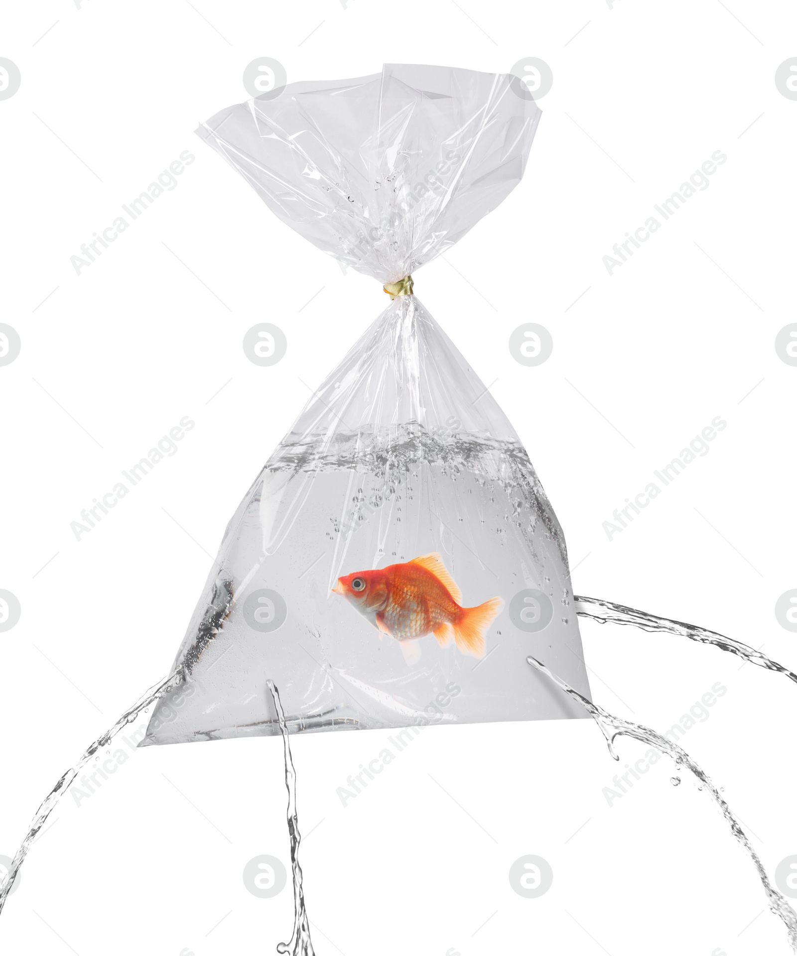 Goldfish in leaking plastic bag on white background. Water flowing out of holes Image of Goldfish in leaking plastic bag on white background. Water flowing out of holes