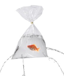 Image of Goldfish in leaking plastic bag on white background. Water flowing out of holes