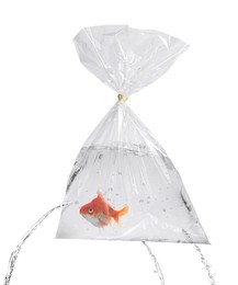 Image of Goldfish in leaking plastic bag on white background. Water flowing out of holes