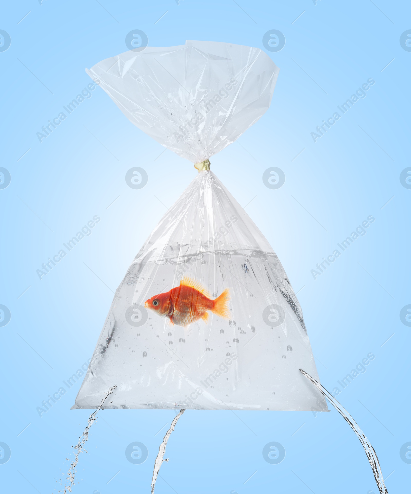 Image of Goldfish in leaking plastic bag on light blue background. Water flowing out of holes