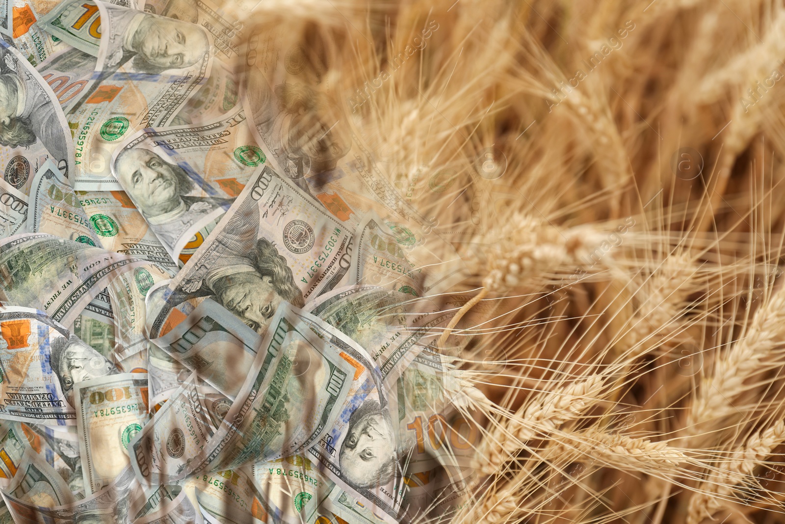 Rising grain price. Wheat field and dollar bills, double exposure Image of Rising grain price. Wheat field and dollar bills, double exposure