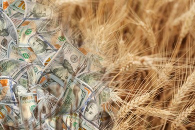 Image of Rising grain price. Wheat field and dollar bills, double exposure
