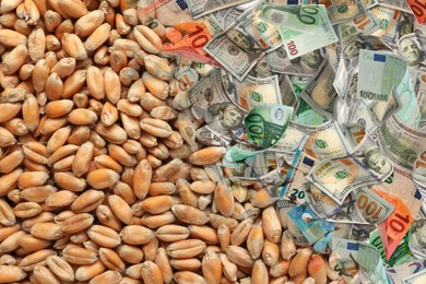 Image of Rising wheat price. Grains, dollar and euro bills, double exposure