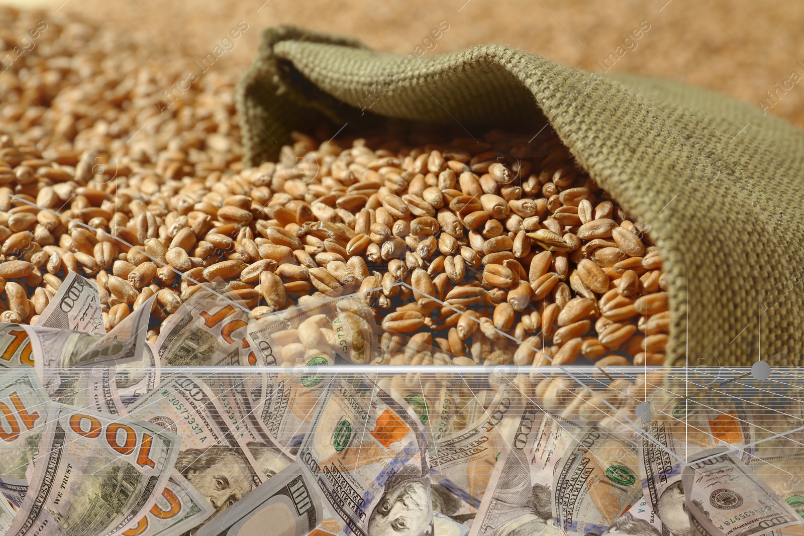 Rising wheat price. Grains and dollar bills, double exposure Image of Rising wheat price. Grains and dollar bills, double exposure