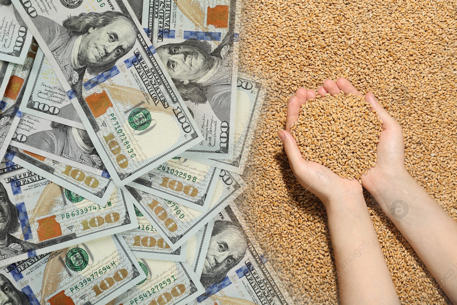 Rising wheat price. Woman holding grains and dollar bills, double exposure Image of Rising wheat price. Woman holding grains and dollar bills, double exposure