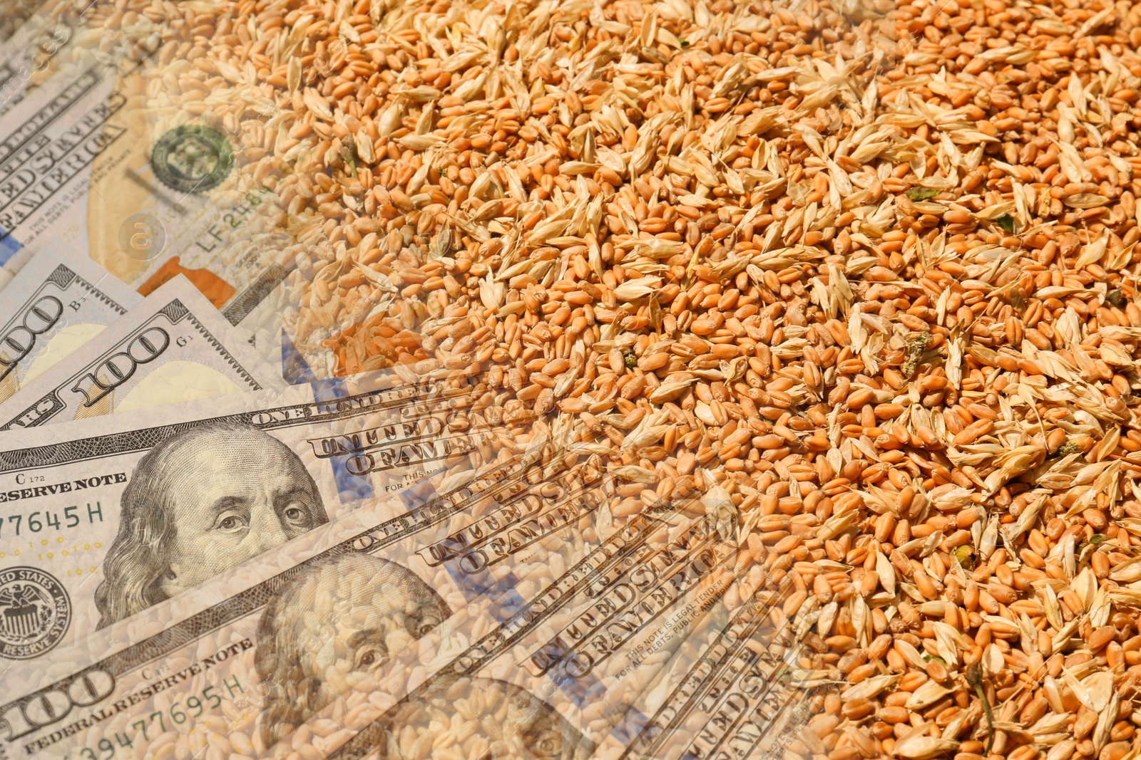Rising wheat price. Grains and dollar bills, double exposure Image of Rising wheat price. Grains and dollar bills, double exposure