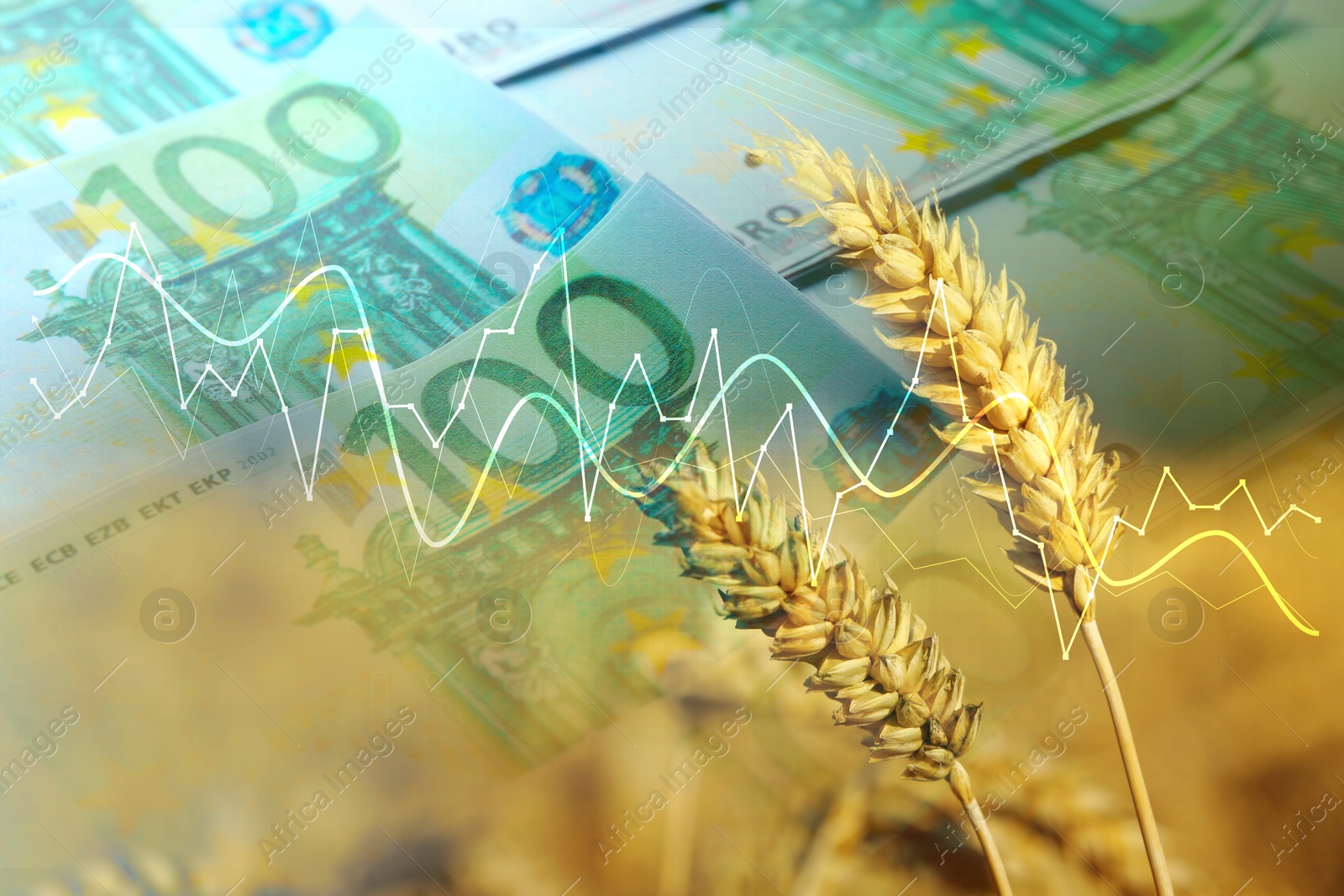 Rising grain price. Wheat field, graph and euro bills, multiple exposure Image of Rising grain price. Wheat field, graph and euro bills, multiple exposure