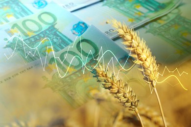 Image of Rising grain price. Wheat field, graph and euro bills, multiple exposure