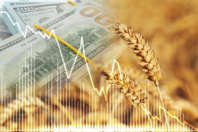 Image of Rising grain price. Wheat field, graph and euro bills, multiple exposure