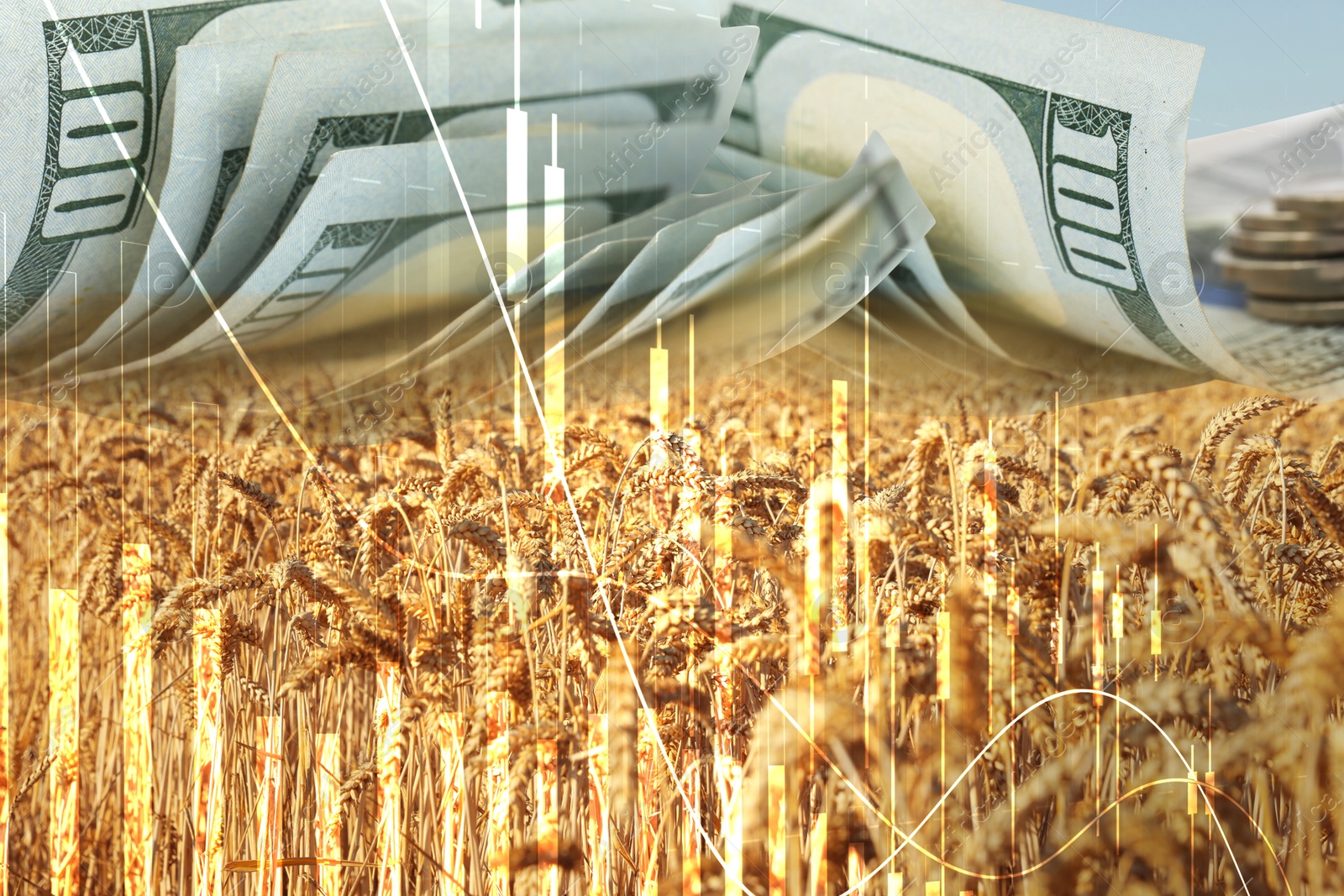 Rising grain price. Wheat field, graph and dollar bills, multiple exposure Image of Rising grain price. Wheat field, graph and dollar bills, multiple exposure