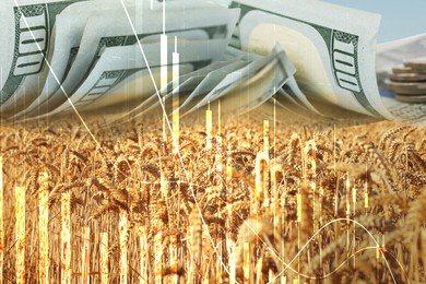 Image of Rising grain price. Wheat field, graph and dollar bills, multiple exposure
