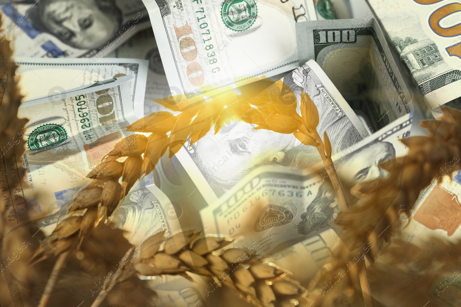 Rising grain price. Ears of wheat and dollar bills, double exposure Image of Rising grain price. Ears of wheat and dollar bills, double exposure