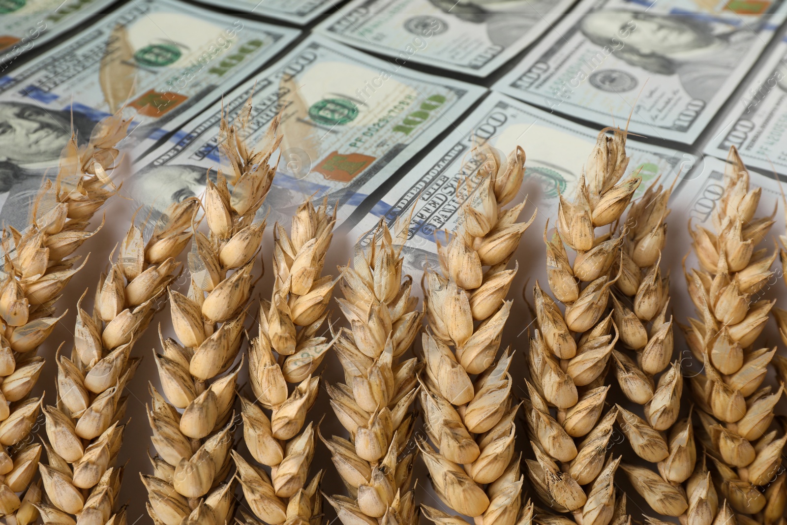 Rising grain price. Ears of wheat and dollar bills, double exposure Image of Rising grain price. Ears of wheat and dollar bills, double exposure