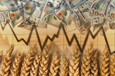 Image of Rising grain price. Ears of wheat, graph and dollar bills, multiple exposure