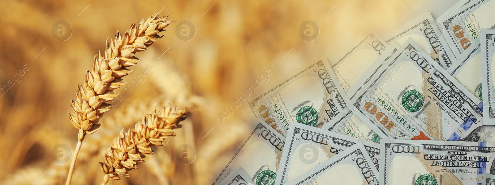 Rising grain price. Ears of wheat and dollar bills, double exposure. Banner design Image of Rising grain price. Ears of wheat and dollar bills, double exposure. Banner design