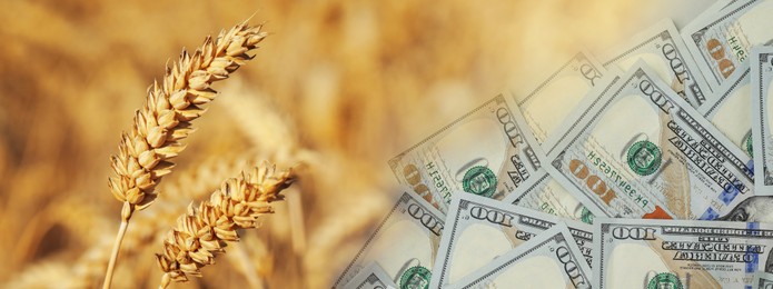 Image of Rising grain price. Ears of wheat and dollar bills, double exposure. Banner design