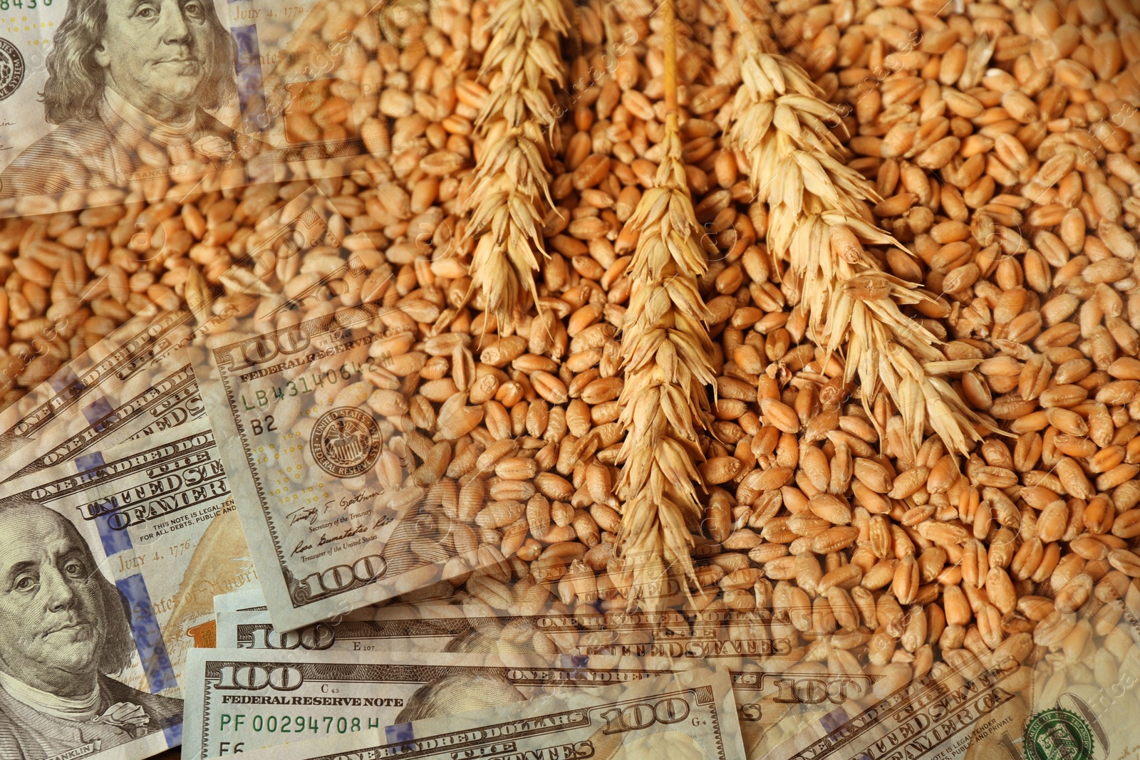 Rising wheat price. Grains and dollar bills, double exposure Image of Rising wheat price. Grains and dollar bills, double exposure