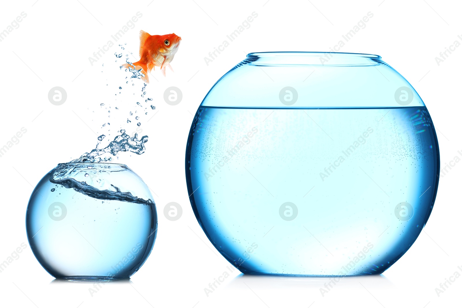Image of Goldfish jumping out of small glass bowl into bigger one against white background
