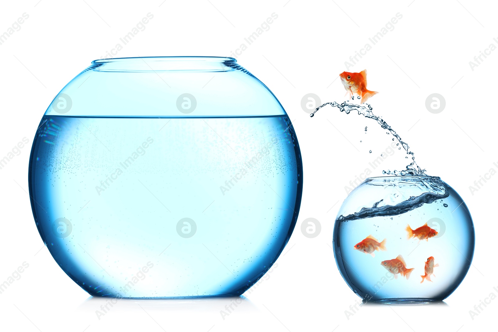 Goldfish jumping out of small glass bowl into bigger one against white background Image of Goldfish jumping out of small glass bowl into bigger one against white background