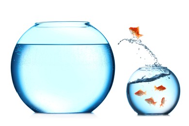 Image of Goldfish jumping out of small glass bowl into bigger one against white background