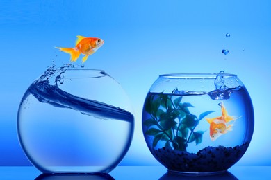 Image of Goldfish jumping out of glass bowl into another one against blue background