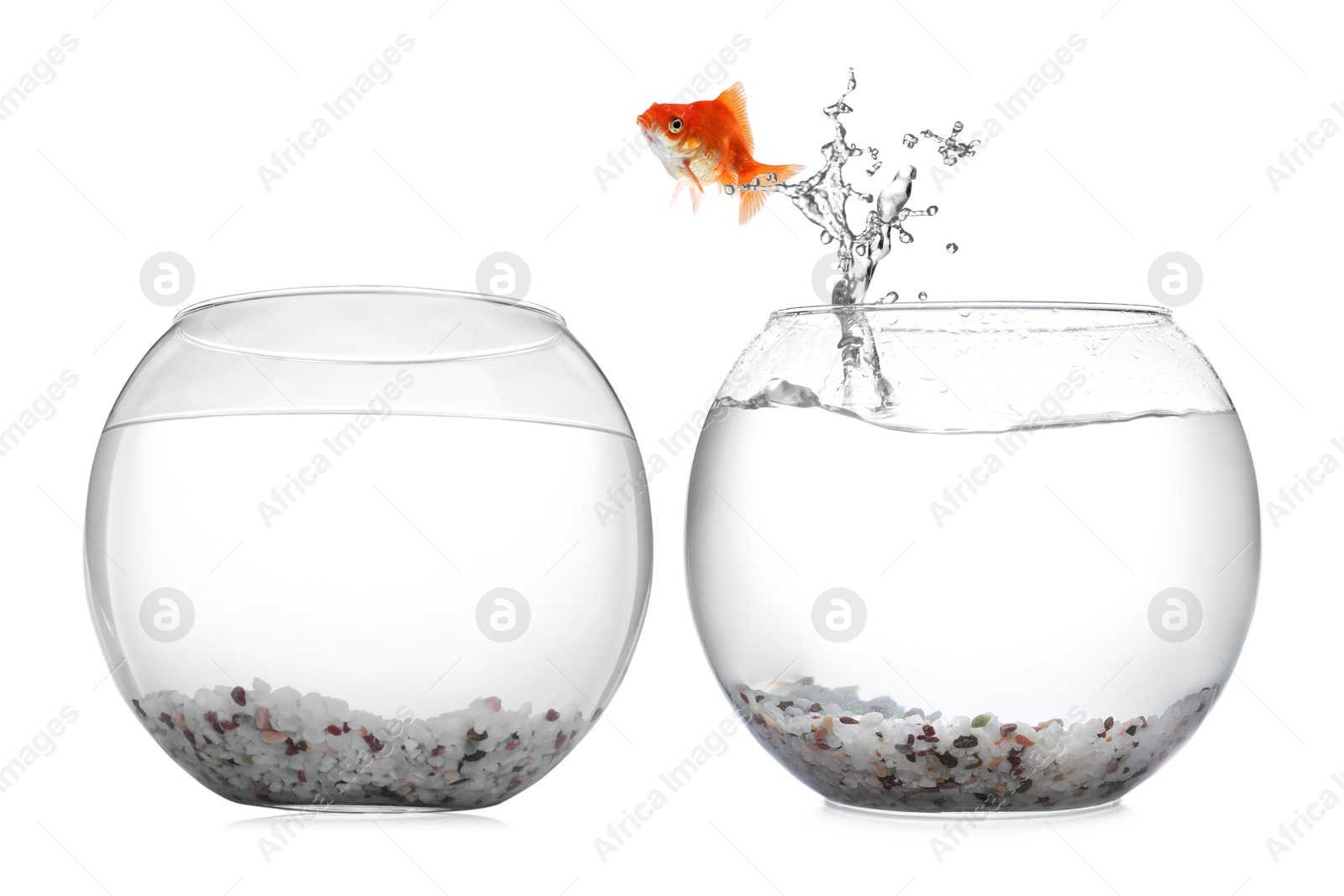 Goldfish jumping out of glass bowl into another one against white background Image of Goldfish jumping out of glass bowl into another one against white background