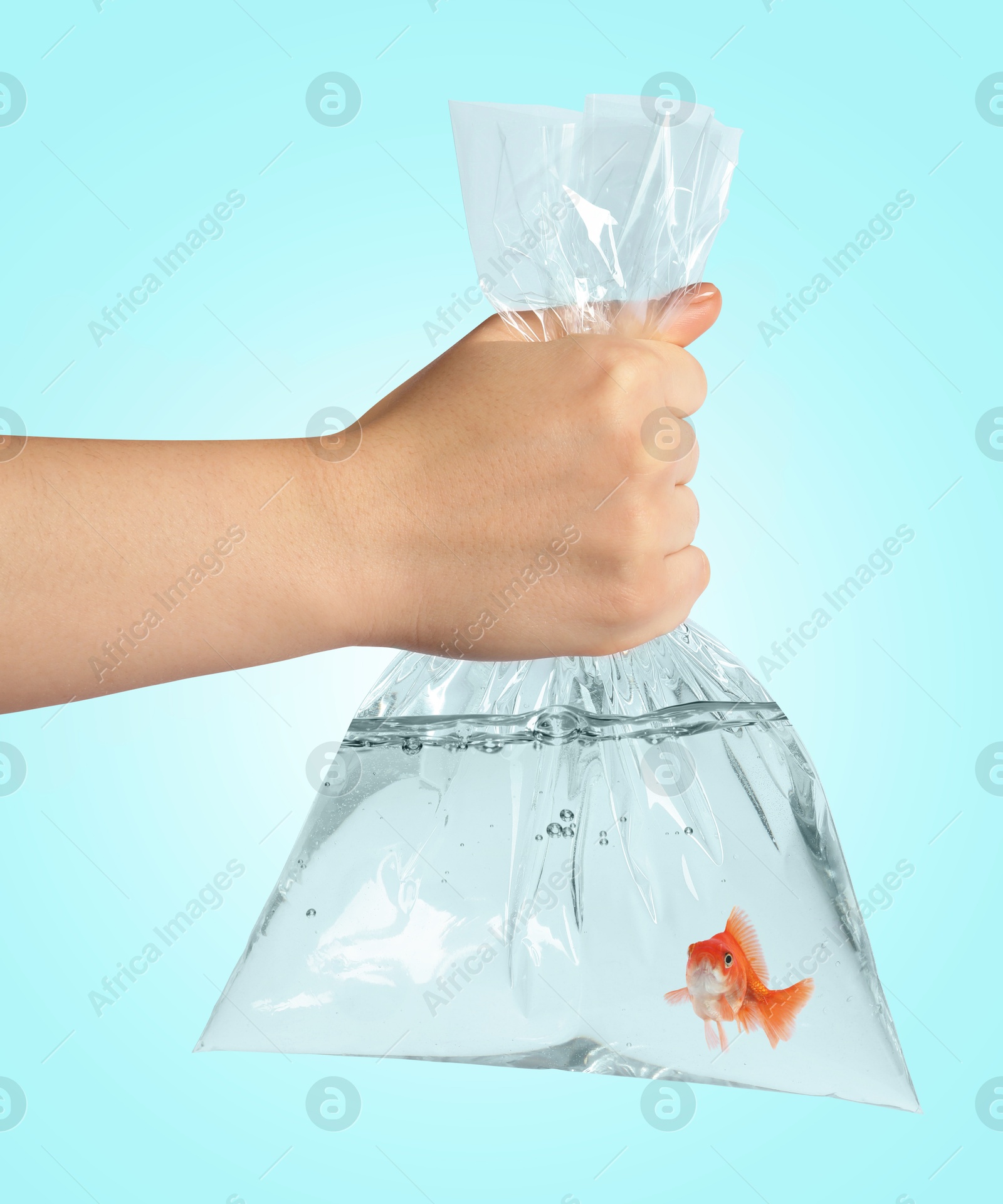 Woman holding plastic bag with water and goldfish against light blue background, closeup Image of Woman holding plastic bag with water and goldfish against light blue background, closeup