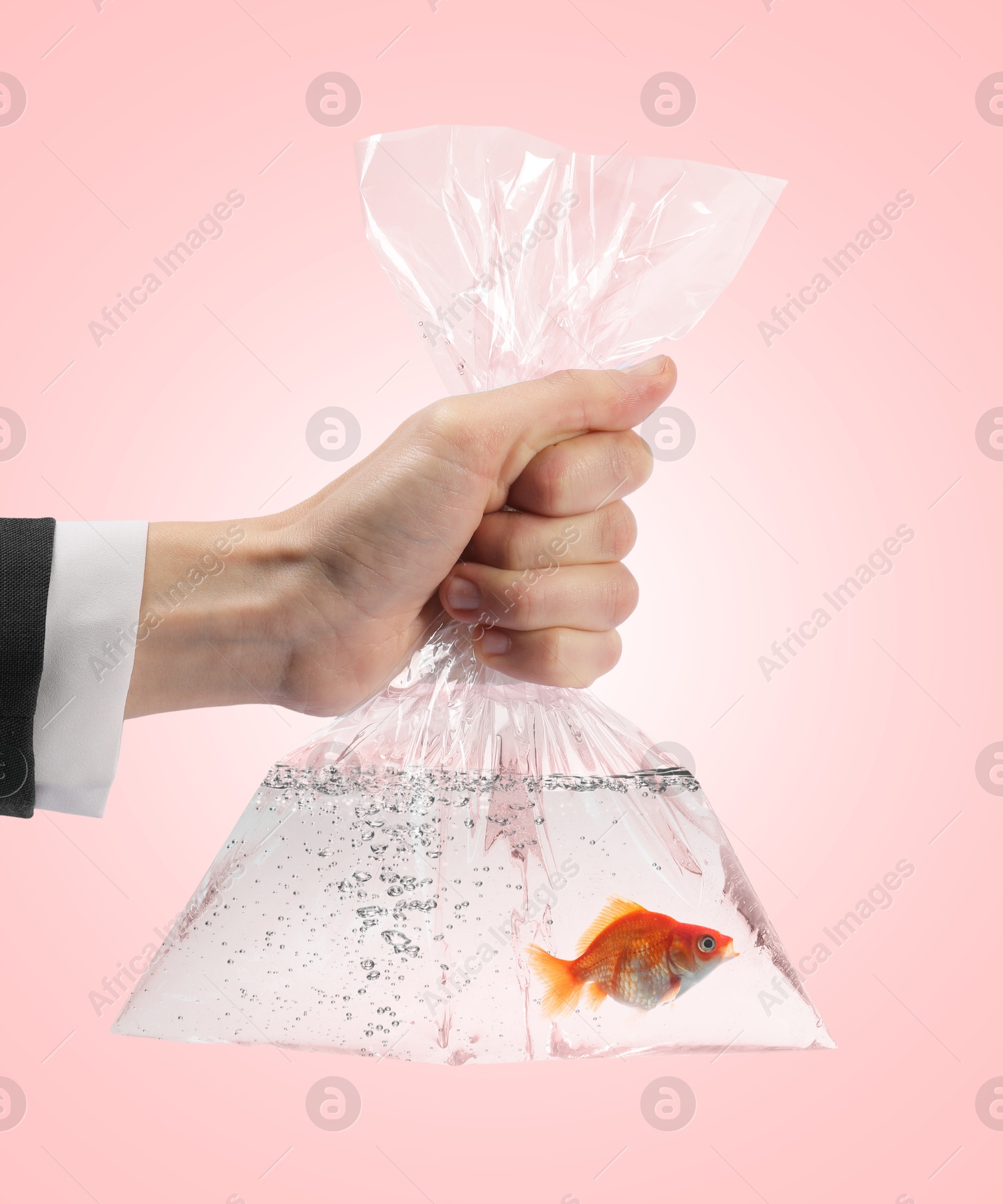 Woman holding plastic bag with water and goldfish against pink background, closeup Image of Woman holding plastic bag with water and goldfish against pink background, closeup