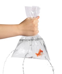 Image of Woman holding leaking plastic bag with goldfish against white background, closeup. Water flowing out of holes