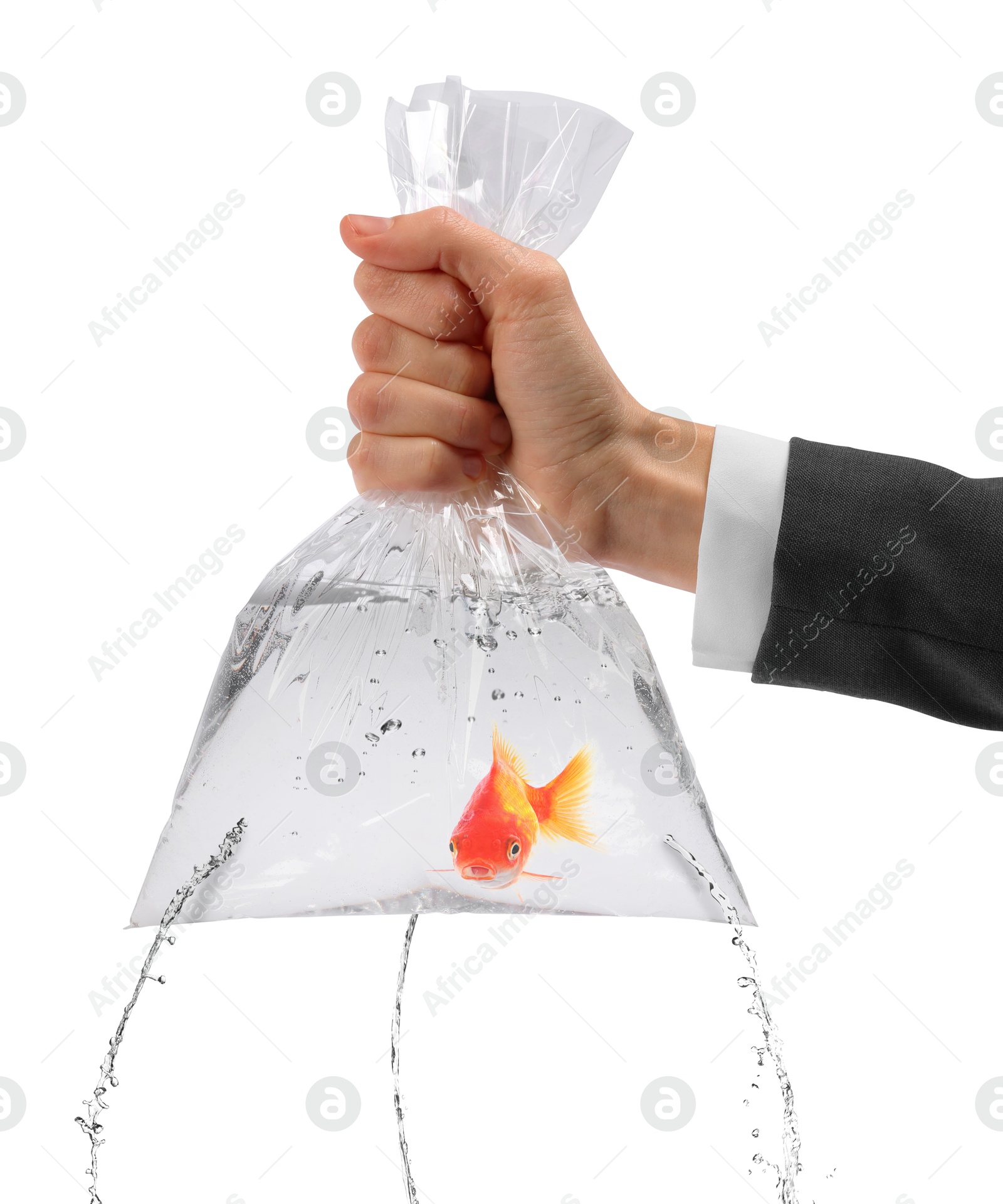 Woman holding leaking plastic bag with goldfish against white background, closeup. Water flowing out of holes Image of Woman holding leaking plastic bag with goldfish against white background, closeup. Water flowing out of holes