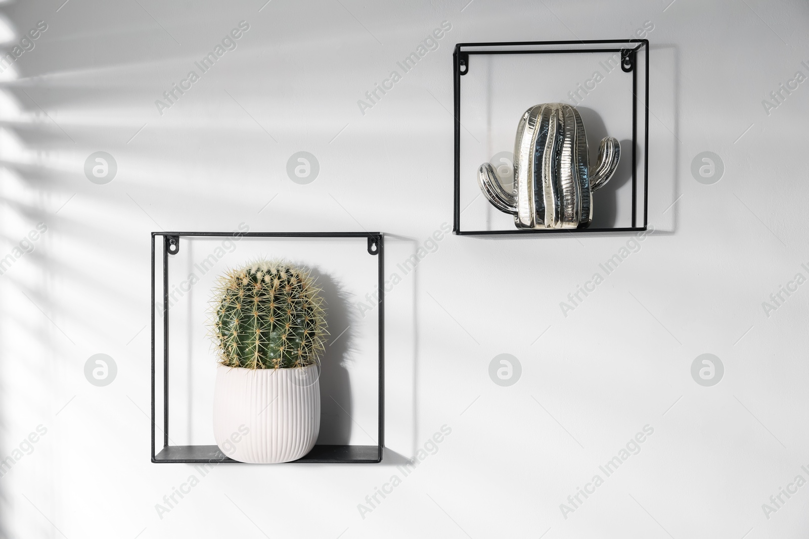 Metal shelves with potted and decorative cacti on white background Photo of Metal shelves with potted and decorative cacti on white background