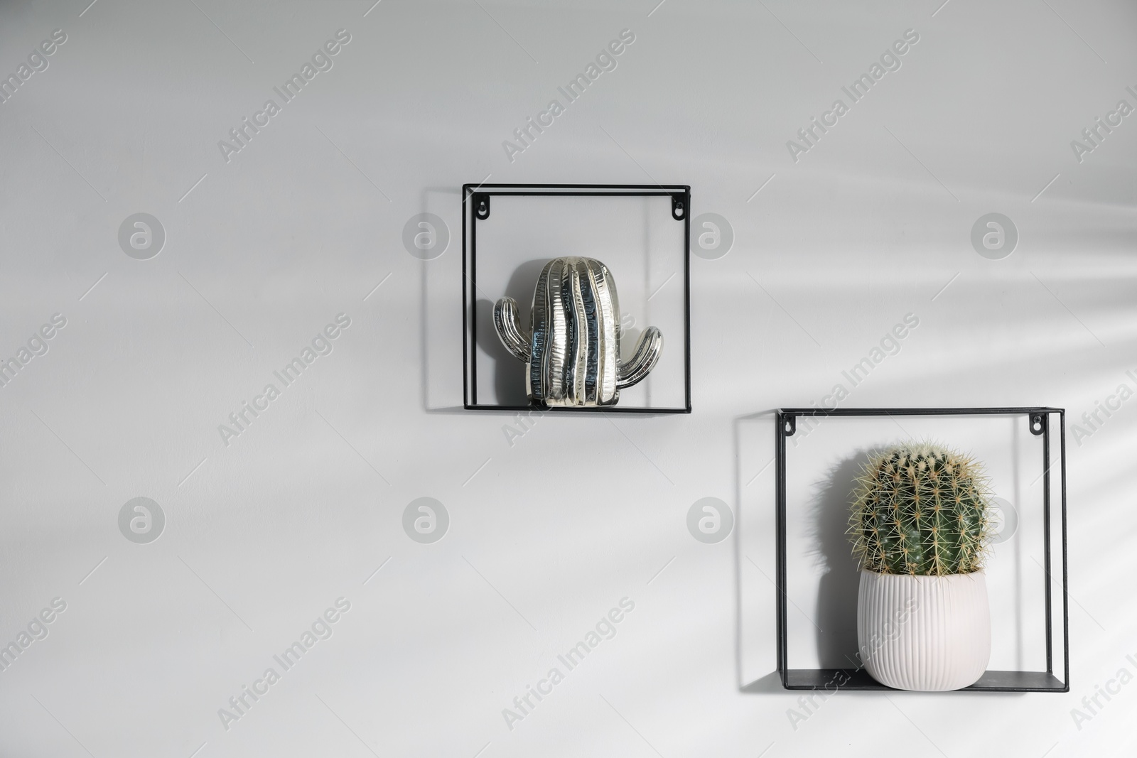 Metal shelves with potted and decorative cacti on white background Photo of Metal shelves with potted and decorative cacti on white background