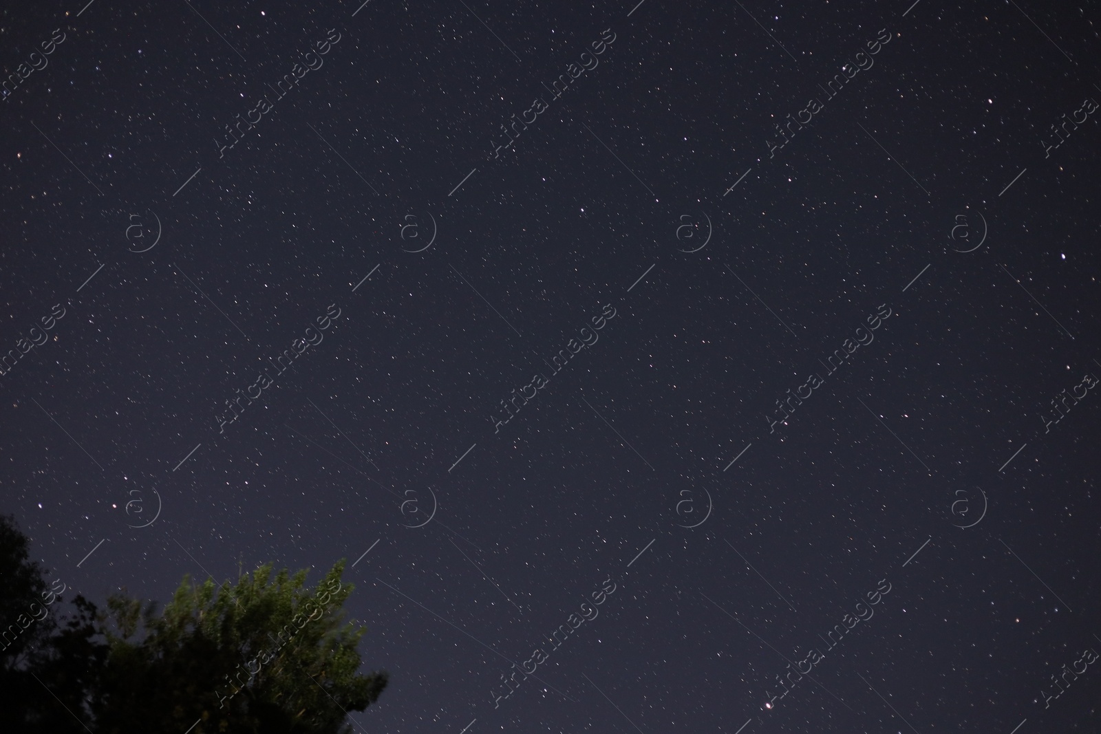 Photo of Constellation. Beautiful starry night sky and tree, low angle view