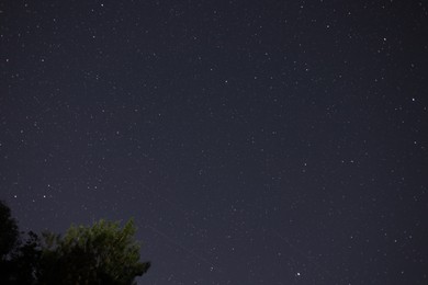 Photo of Constellation. Beautiful starry night sky and tree, low angle view