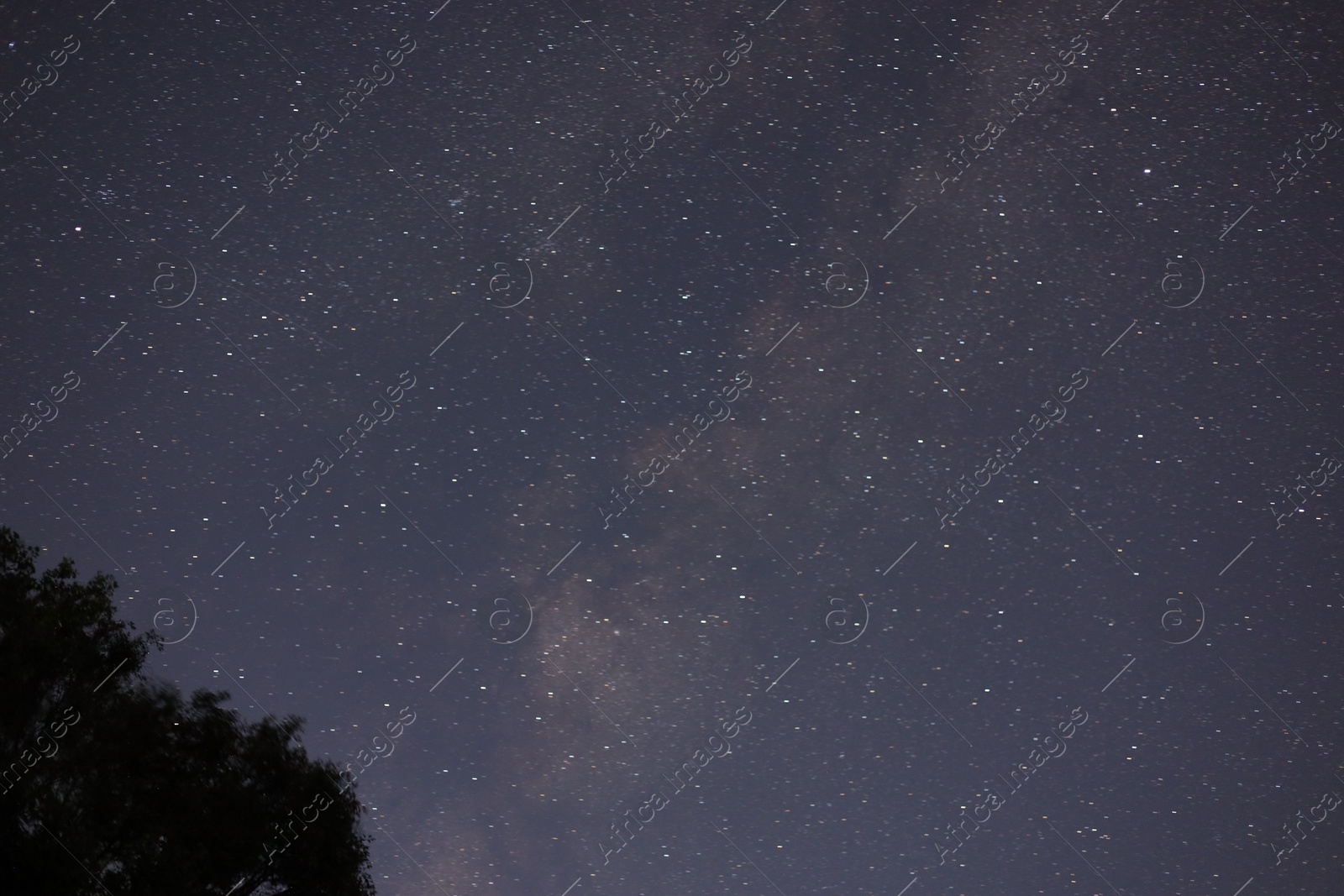 Photo of Constellation. Beautiful starry night sky and tree, low angle view